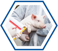 Pig inspected by vet